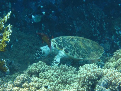 IMG_4534.JPG